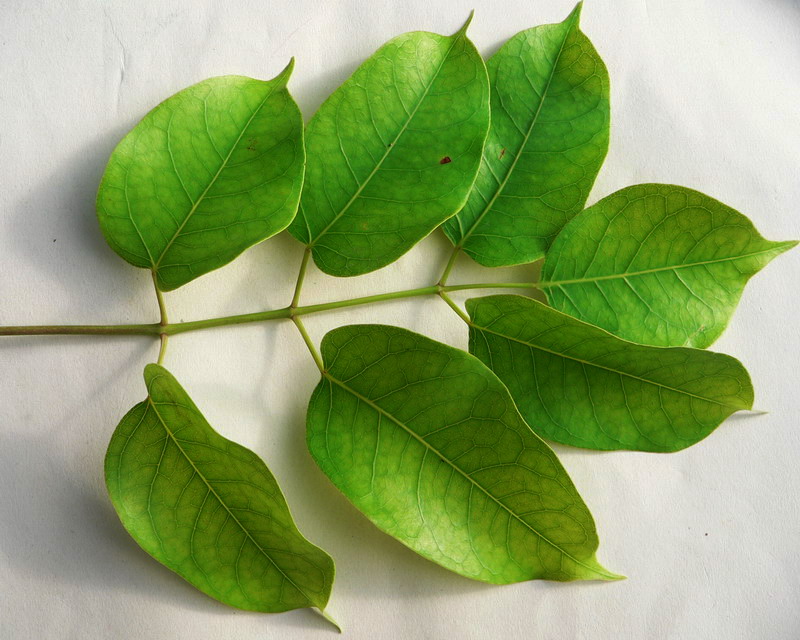Gumbo Limbo (Bursera simaruba) - PlantNative.org Pinnately compound gumbo limbo leaves with glossy oval leaflets, photographed in Guadeloupe