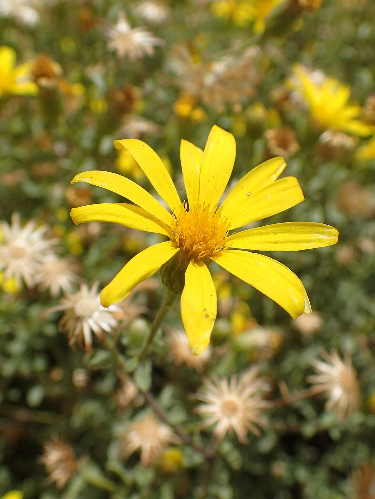 Hairy Golden Aster (Heterotheca villosa) - PlantNative.org Close-up of a single hairy golden aster flower head showing yellow ray and disk florets and hairy gray-green foliage