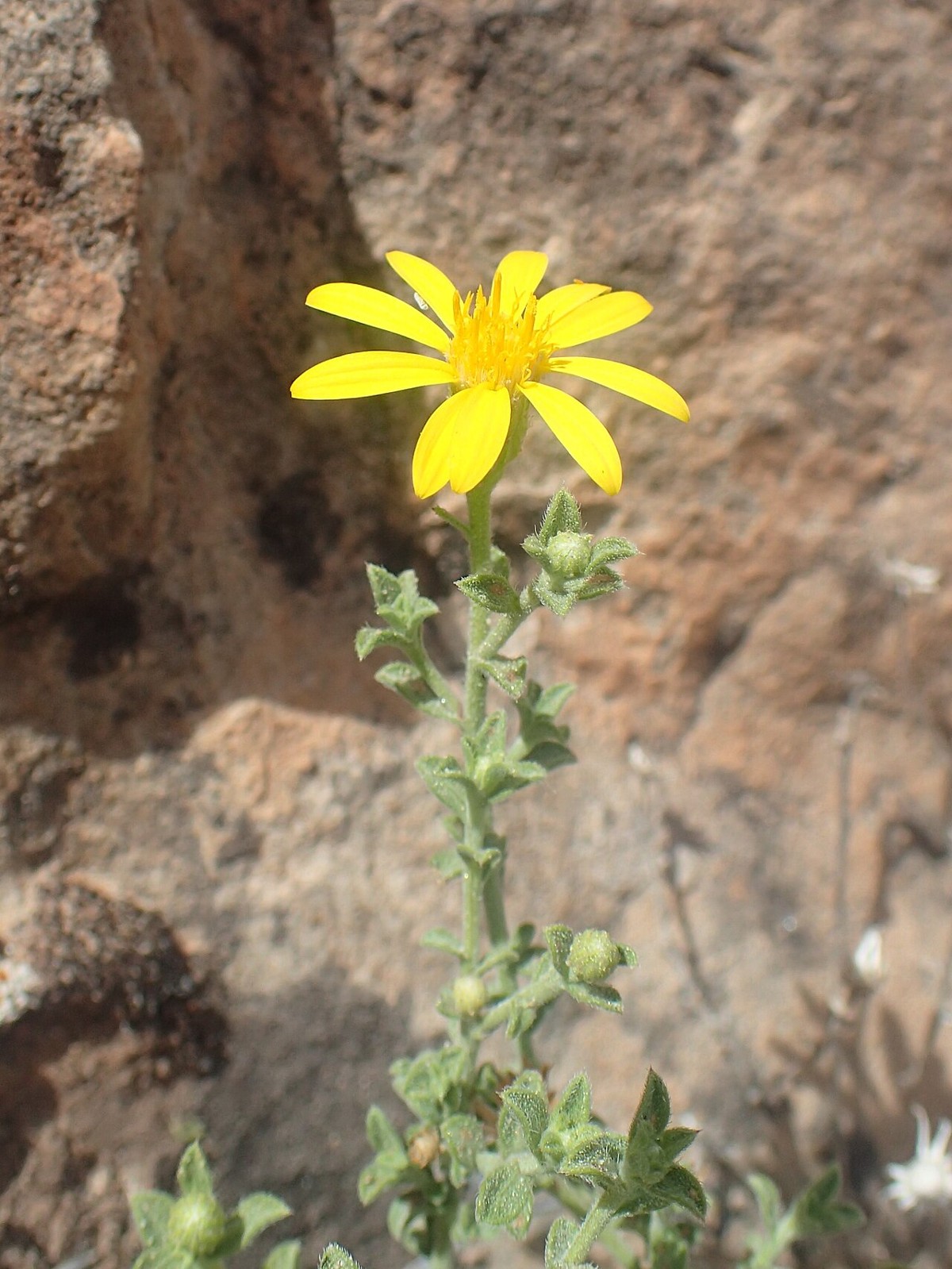 Hairy Golden Aster (Heterotheca villosa) - PlantNative.org Hairy golden aster growing from a rocky crevice, showing its typical dry, rocky habitat
