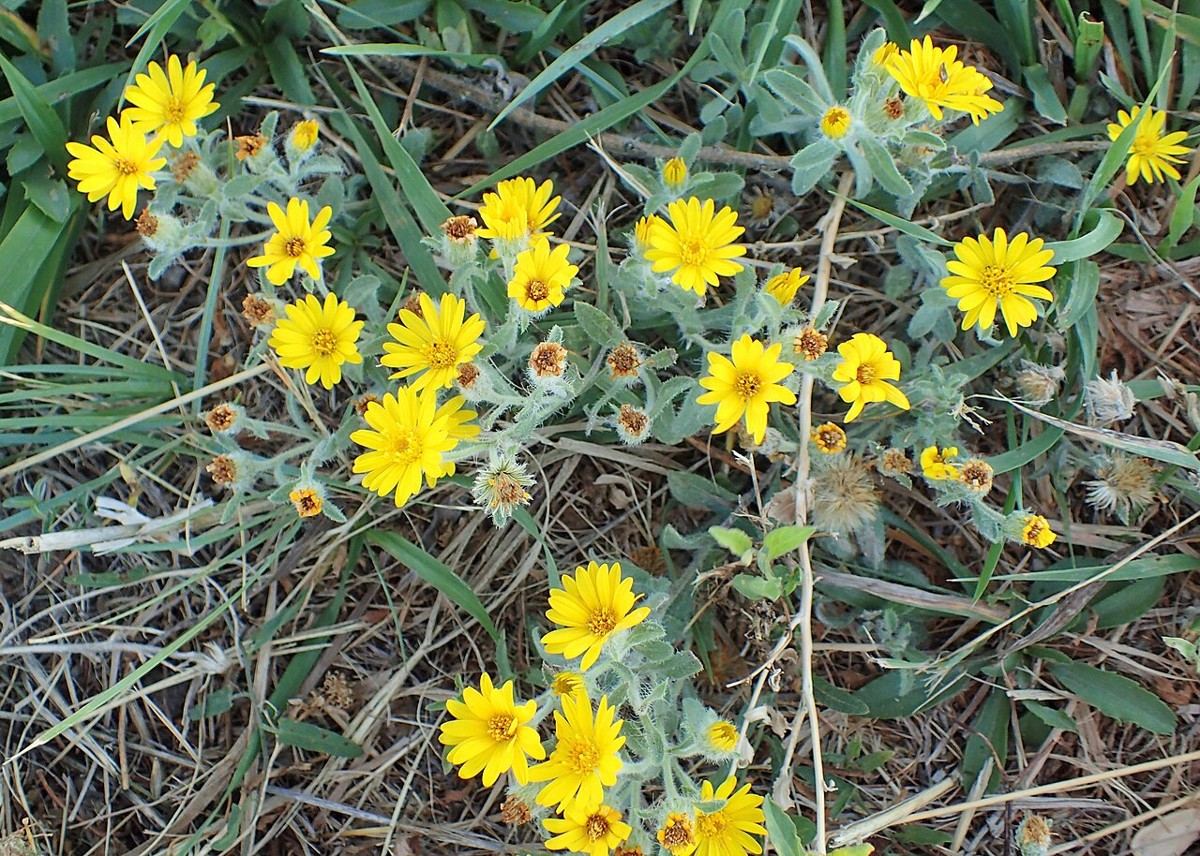 Hairy Golden Aster (Heterotheca villosa) - PlantNative.org Hairy golden aster (Heterotheca villosa) clump covered in bright yellow daisy-like flowers growing in dry grassland