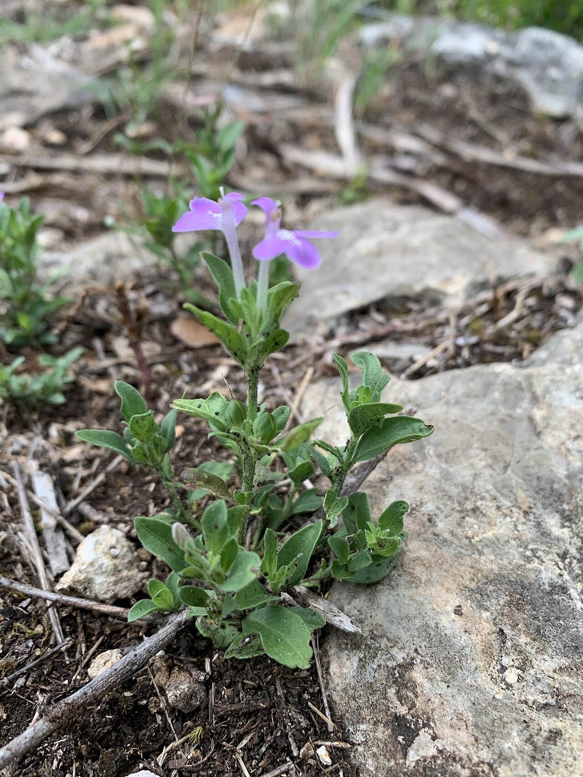 Hairy Tubetongue (Justicia pilosella) small plant with purple two-lipped tubular flowers growing from a rocky limestone crevice
