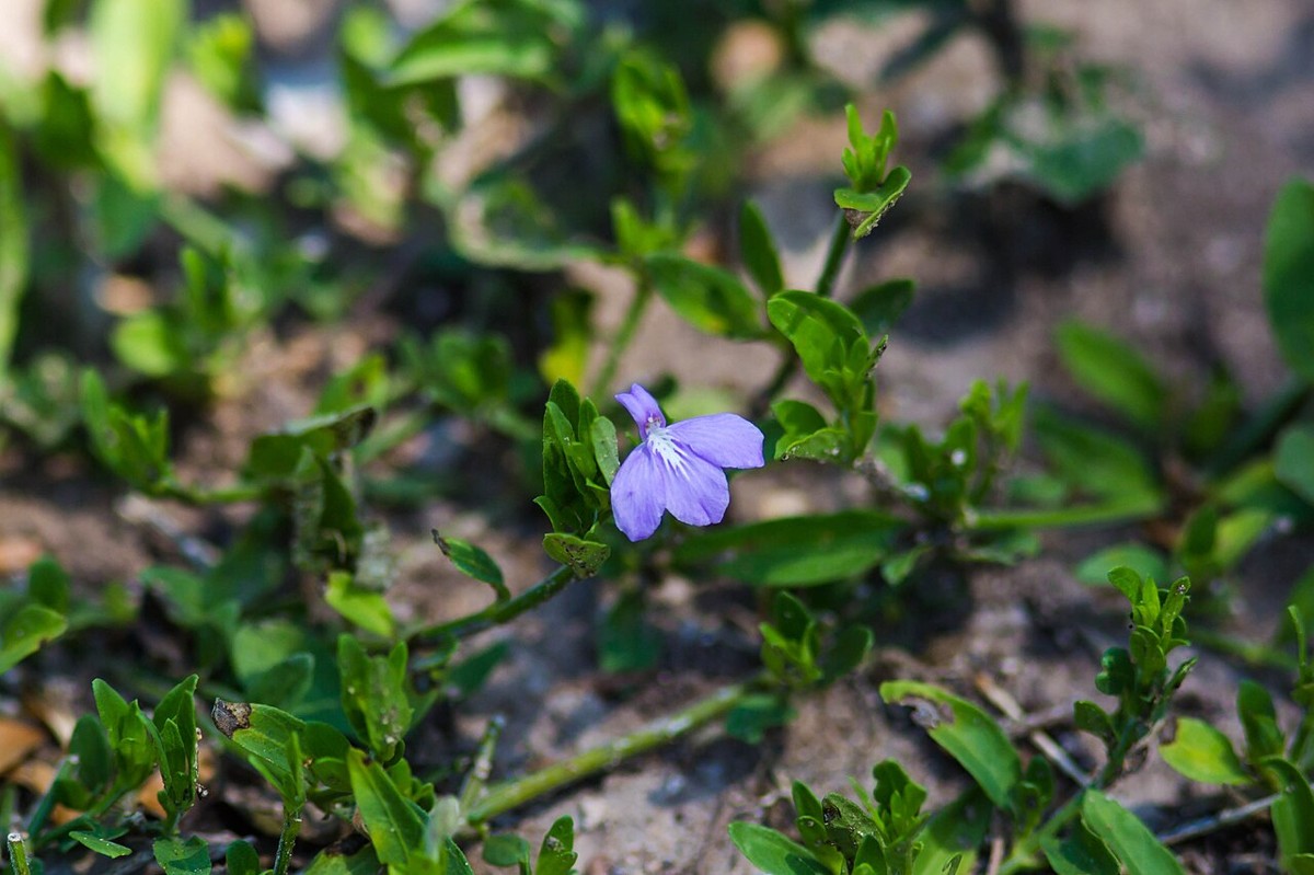 Close-up of a single Hairy Tubetongue (Justicia pilosella) purple flower among low trailing foliage