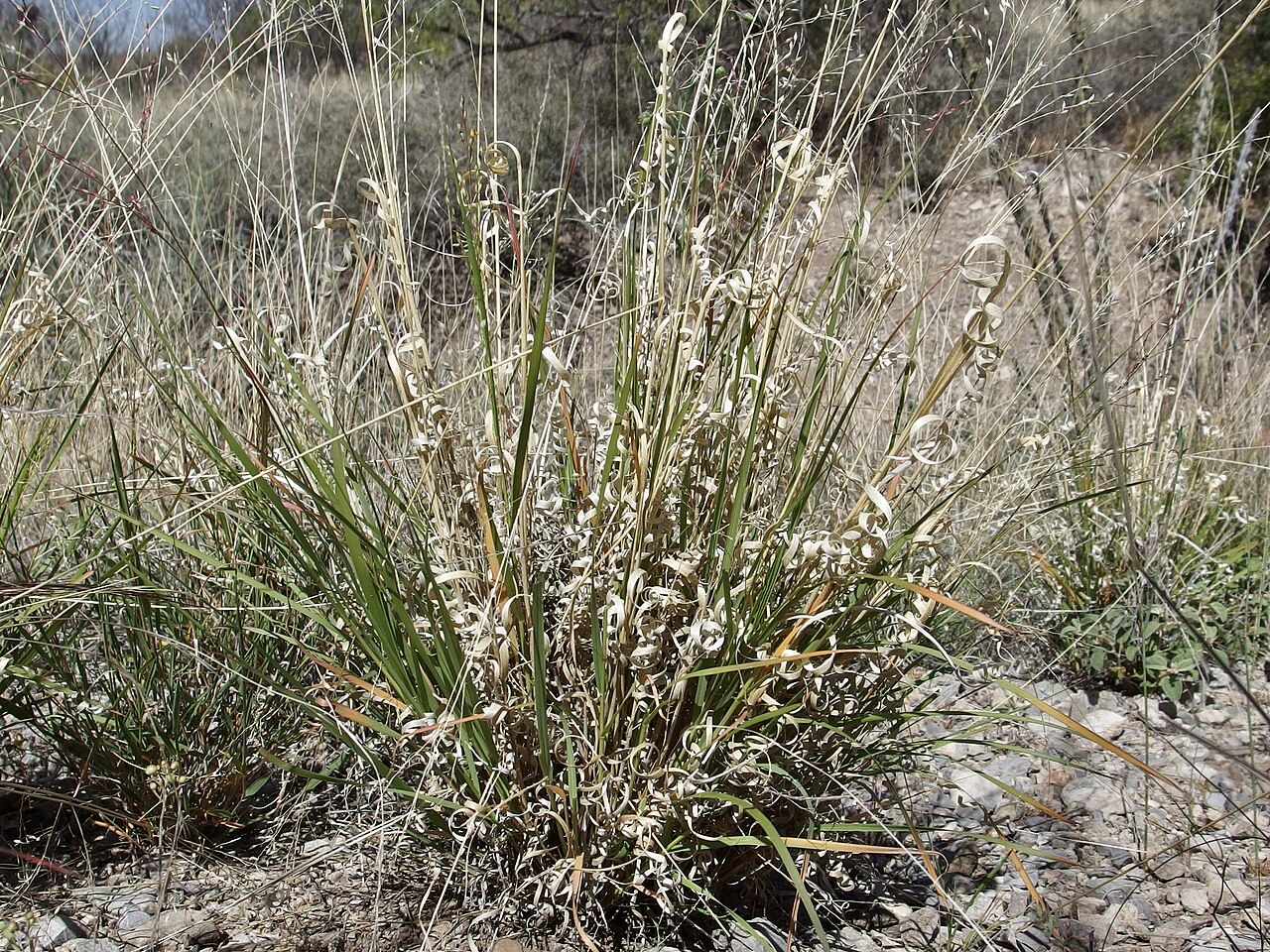 Hall's Panicgrass (Panicum hallii) - PlantNative.org Hall's panicgrass (Panicum hallii) growing as a dense bunchgrass clump on a rocky slope