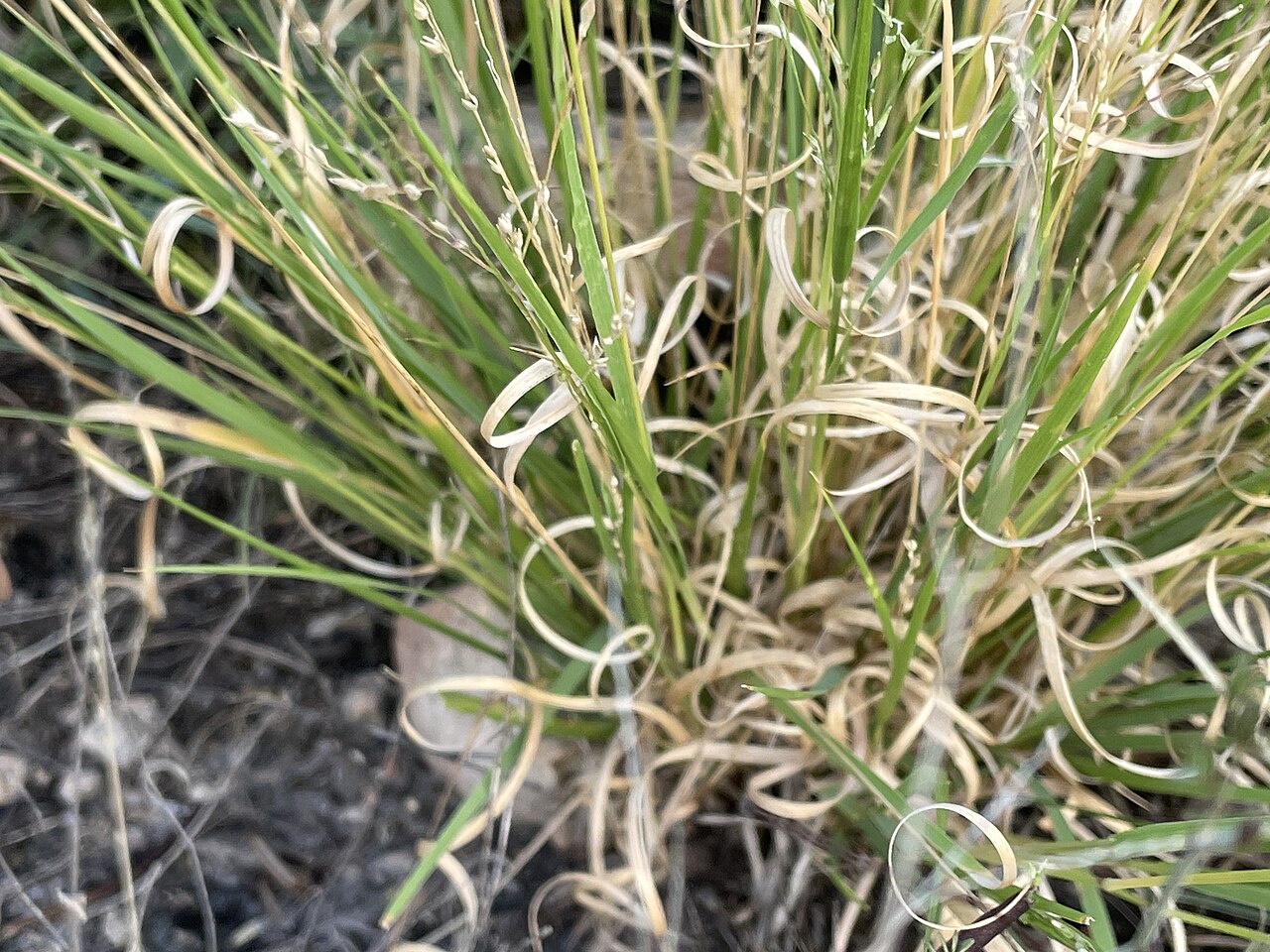 Hall's Panicgrass (Panicum hallii) - PlantNative.org Close-up of Hall's panicgrass (Panicum hallii) leaf blades curling into tight coils as they dry