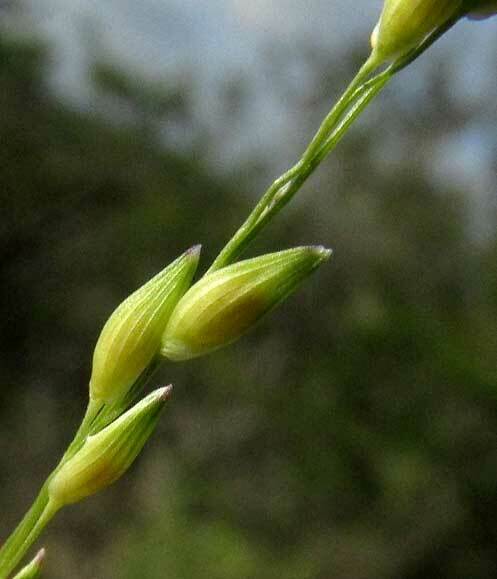 Hall's Panicgrass (Panicum hallii) - PlantNative.org Close-up of Hall's panicgrass (Panicum hallii) spikelets along a flowering stem