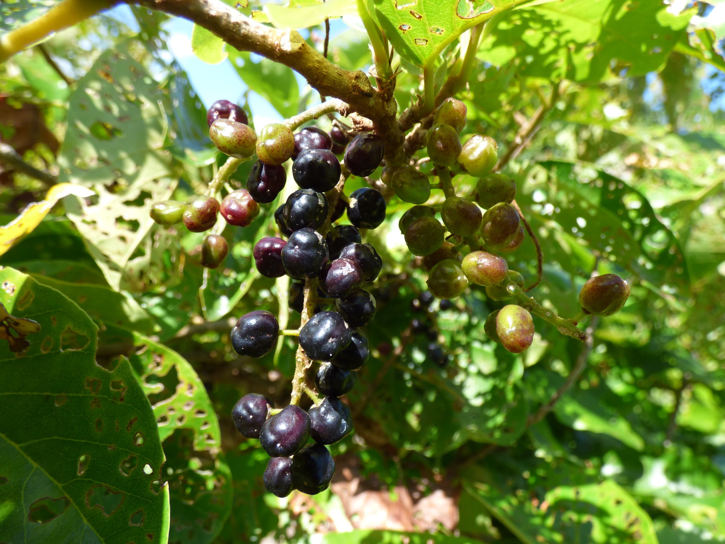 Hame (Antidesma pulvinatum) - PlantNative.org Clusters of ripening Hame (Antidesma pulvinatum) fruit changing from green to dark purple