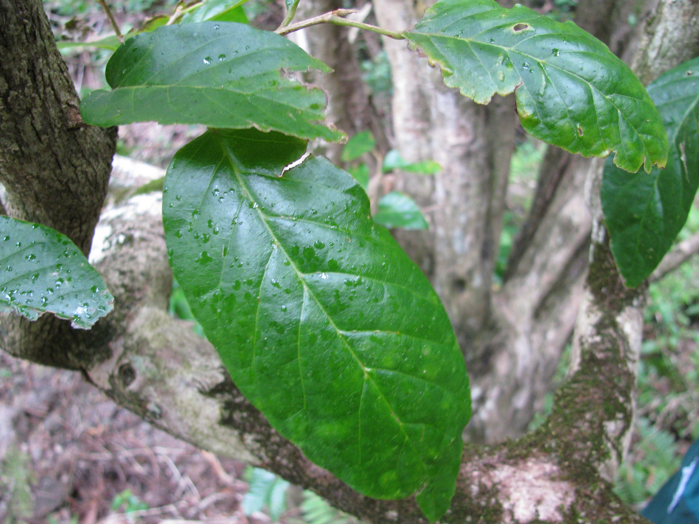 Hame (Antidesma pulvinatum) - PlantNative.org Close-up of Hame (Antidesma pulvinatum) glossy oval leaves with straight petioles