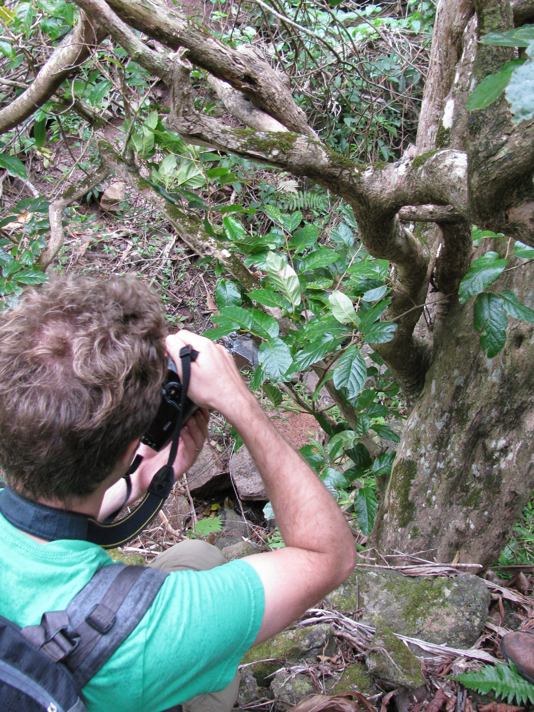 Hame (Antidesma pulvinatum) - PlantNative.org Hame (Antidesma pulvinatum) gnarled trunk and branching form in a Hawaiian dry forest at Iao, Maui