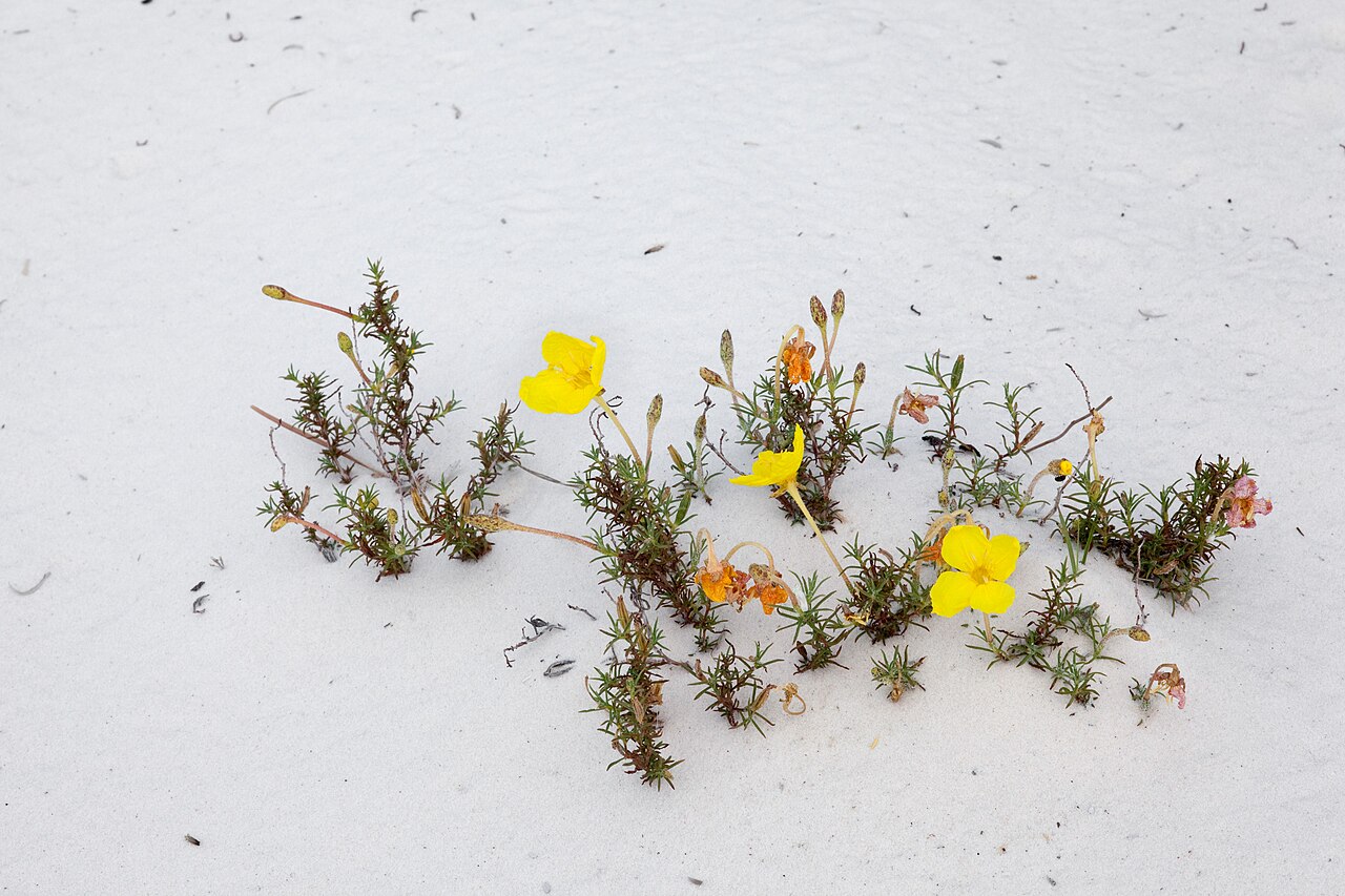 Hartweg's Sundrops (Oenothera hartwegii) - PlantNative.org Hartweg's sundrops variety filifolia growing in white gypsum sand at White Sands, New Mexico