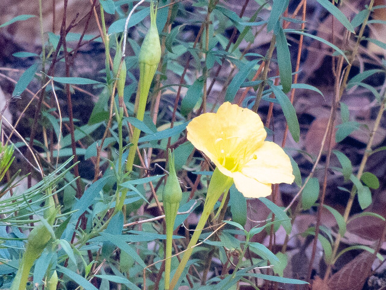 Hartweg's Sundrops (Oenothera hartwegii) - PlantNative.org Close-up of a single Hartweg's sundrops flower showing four broad yellow petals and narrow linear leaves
