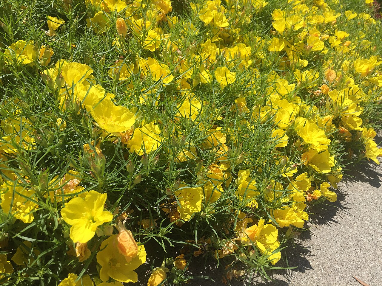 Hartweg's Sundrops (Oenothera hartwegii) - PlantNative.org Hartweg's sundrops (Oenothera hartwegii) mounded subshrub covered in yellow cup-shaped flowers