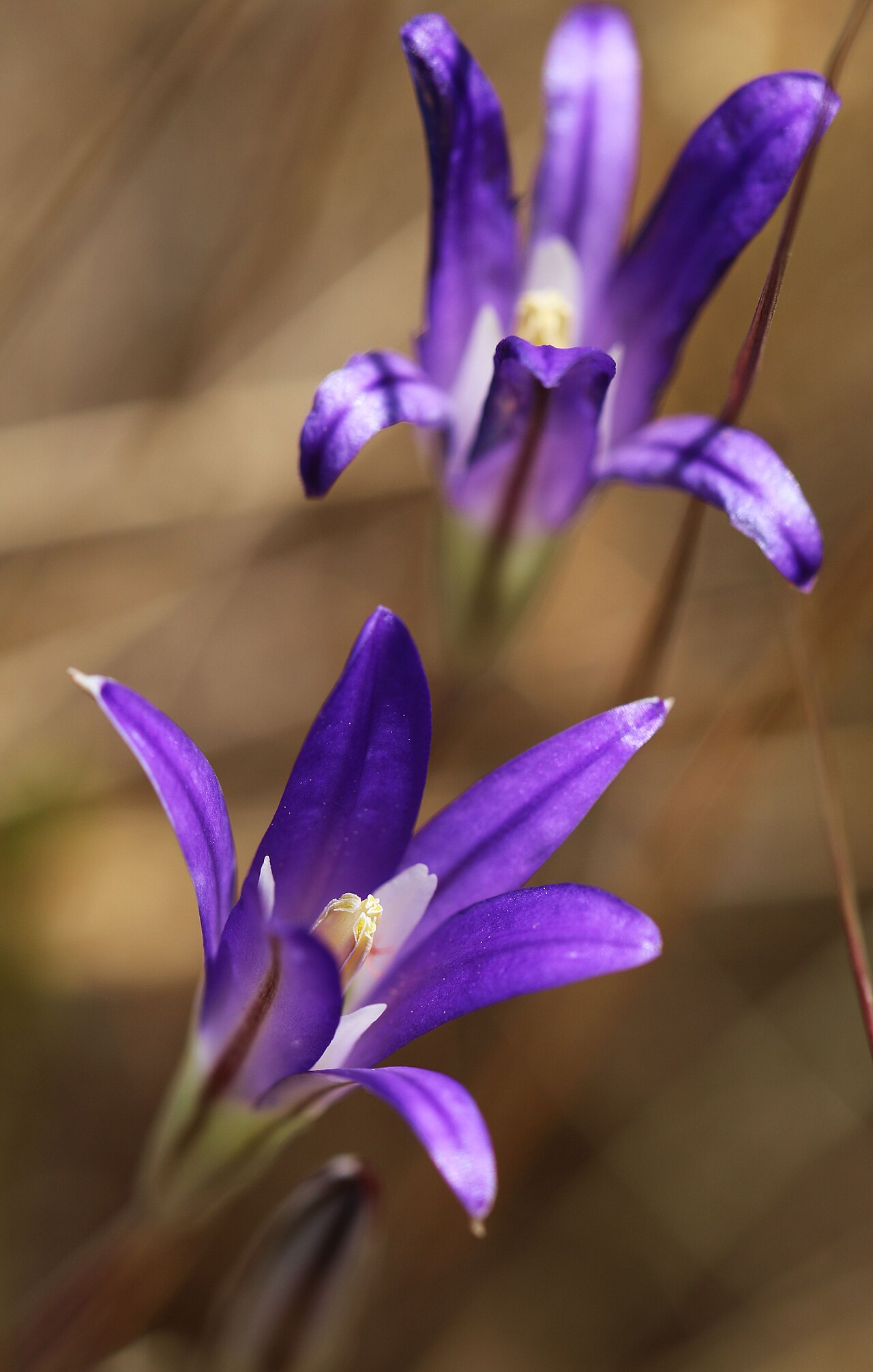 Harvest Brodiaea (Brodiaea elegans) - PlantNative.org Harvest brodiaea (Brodiaea elegans) flowers photographed in native California habitat