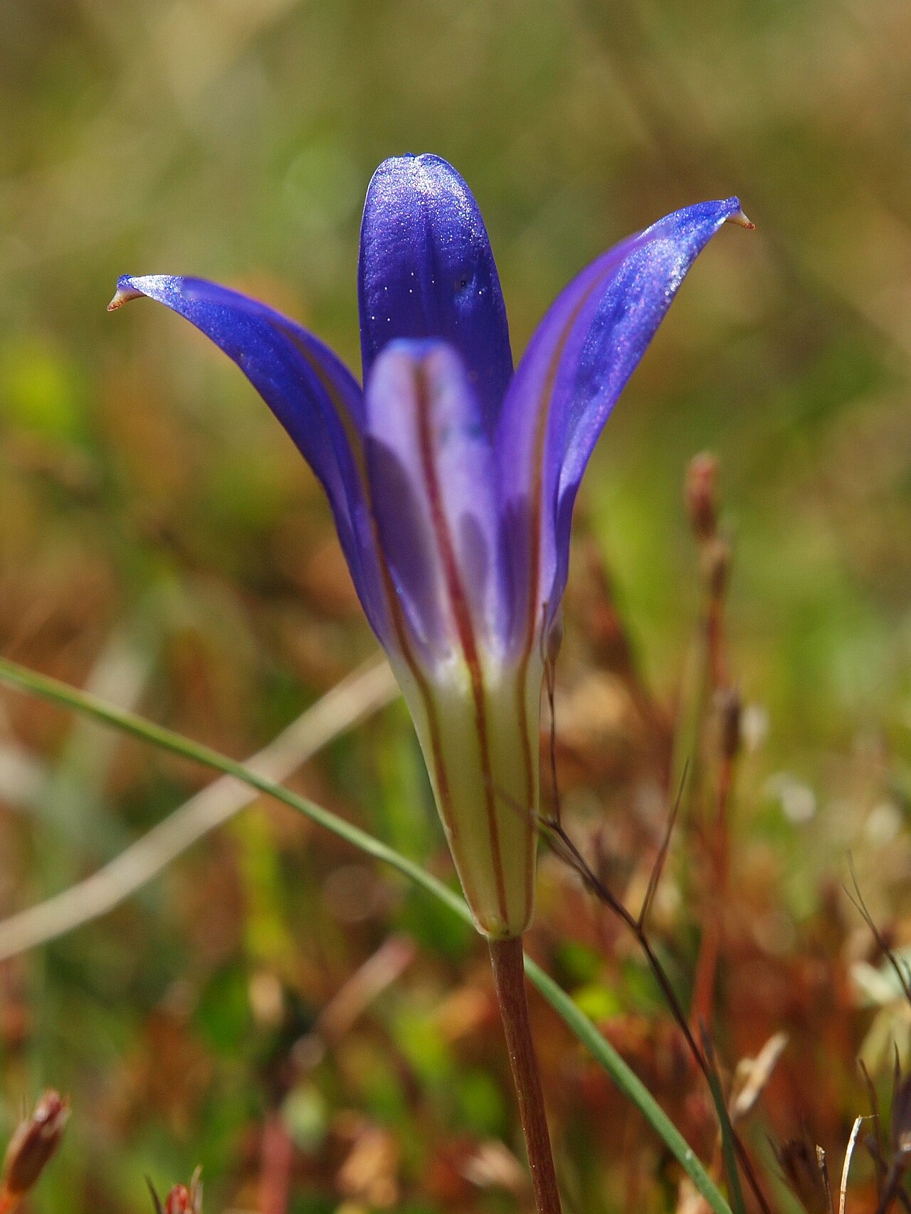Harvest Brodiaea (Brodiaea elegans) - PlantNative.org Harvest brodiaea (Brodiaea elegans) deep violet-blue flower with pale throat growing wild in a California grassland