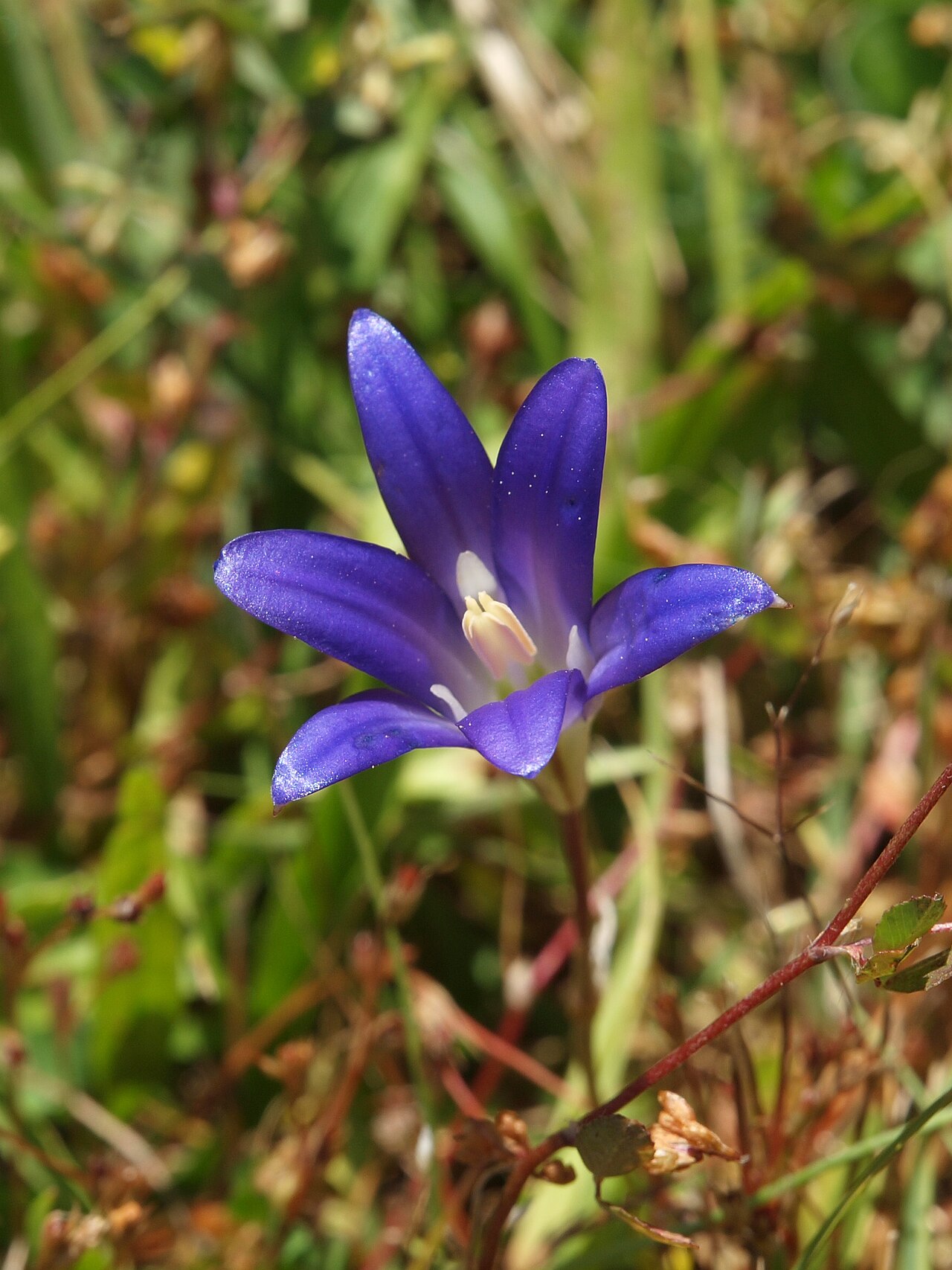 Harvest Brodiaea (Brodiaea elegans) - PlantNative.org Close-up of a harvest brodiaea flower showing the funnel shape, dark violet midveins, and white staminodia curving over the throat