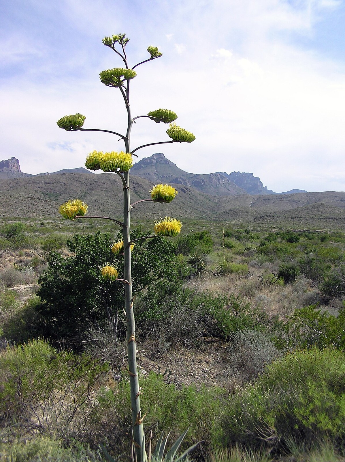 Havard Century Plant (Agave havardiana) - PlantNative.org Tall flowering stalk of Havard Century Plant (Agave havardiana) with candelabra-like clusters of yellow flowers against Big Bend mountain scenery