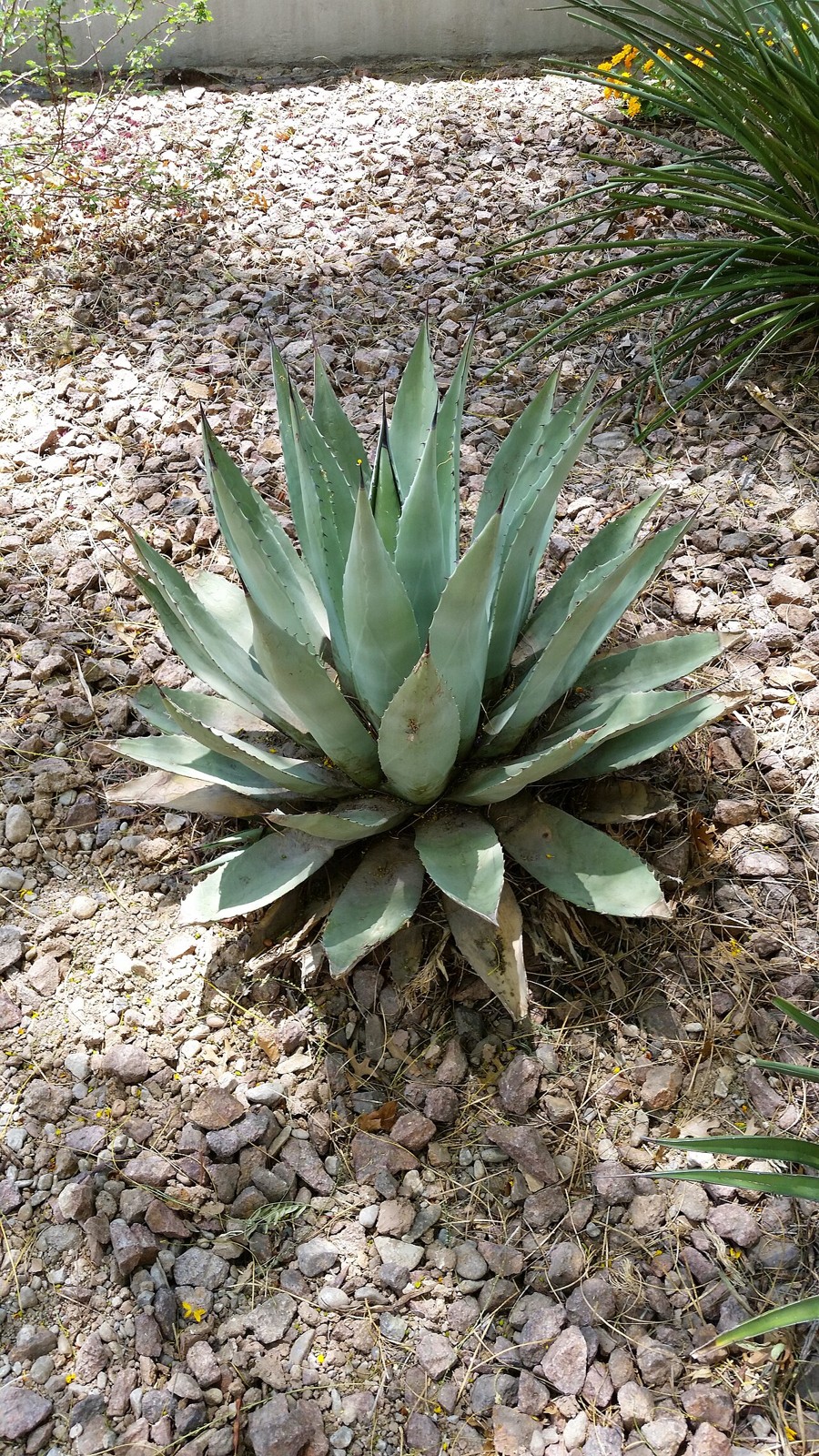 Havard Century Plant (Agave havardiana) - PlantNative.org Close-up of a young Havard Century Plant (Agave havardiana) rosette showing thick blue-gray leaves with spined margins growing in gravelly soil