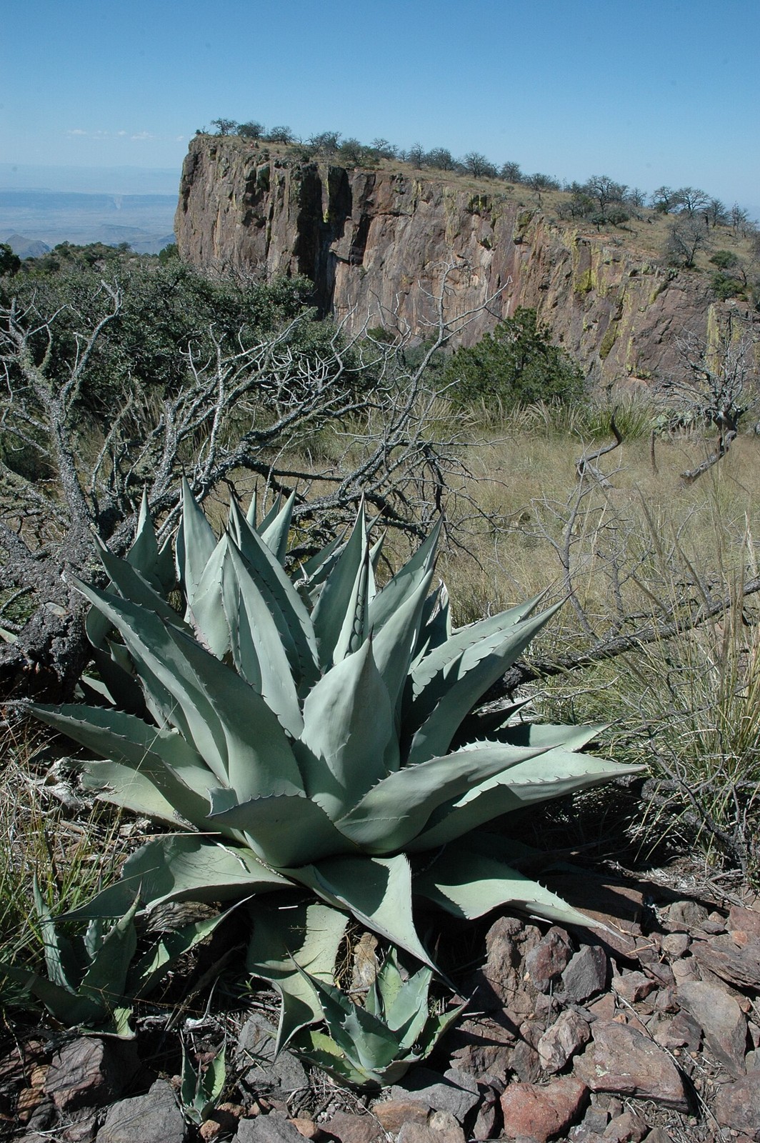Havard Century Plant (Agave havardiana) - PlantNative.org Havard Century Plant (Agave havardiana) rosette of thick blue-gray leaves growing among rocks in the Chisos Mountains of Big Bend National Park