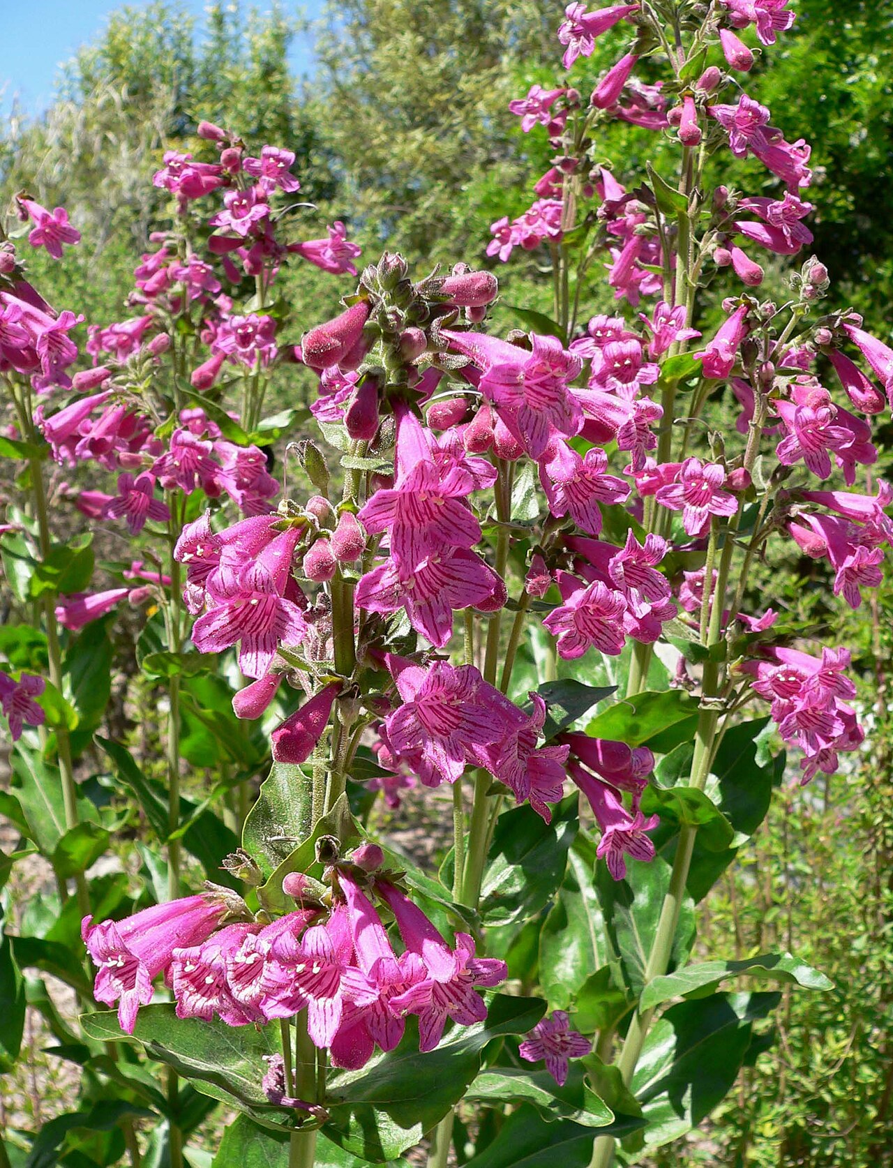 Hill Country Penstemon (Penstemon triflorus) - PlantNative.org Hill Country Penstemon (Penstemon triflorus) clump in bloom with magenta-pink tubular flowers on upright spikes