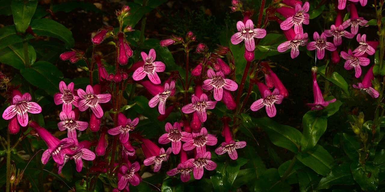 Hill Country Penstemon (Penstemon triflorus) - PlantNative.org Mass planting of Hill Country Penstemon with dense clusters of magenta tubular flowers and dark green opposite leaves