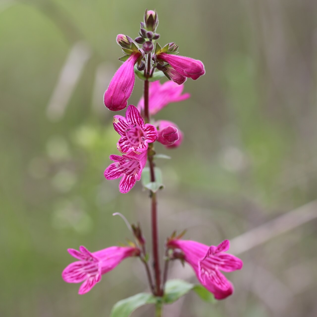 Hill Country Penstemon (Penstemon triflorus) - PlantNative.org Close-up of a single Hill Country Penstemon flowering stem showing opposite tubular flowers with white-striped throat