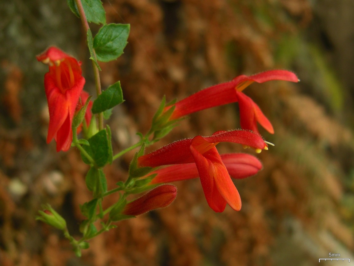 Heart-leaved Penstemon (Keckiella cordifolia) - PlantNative.org Close-up of heart-leaved penstemon flowers showing the tubular red corolla, glandular hairs, and heart-shaped leaves