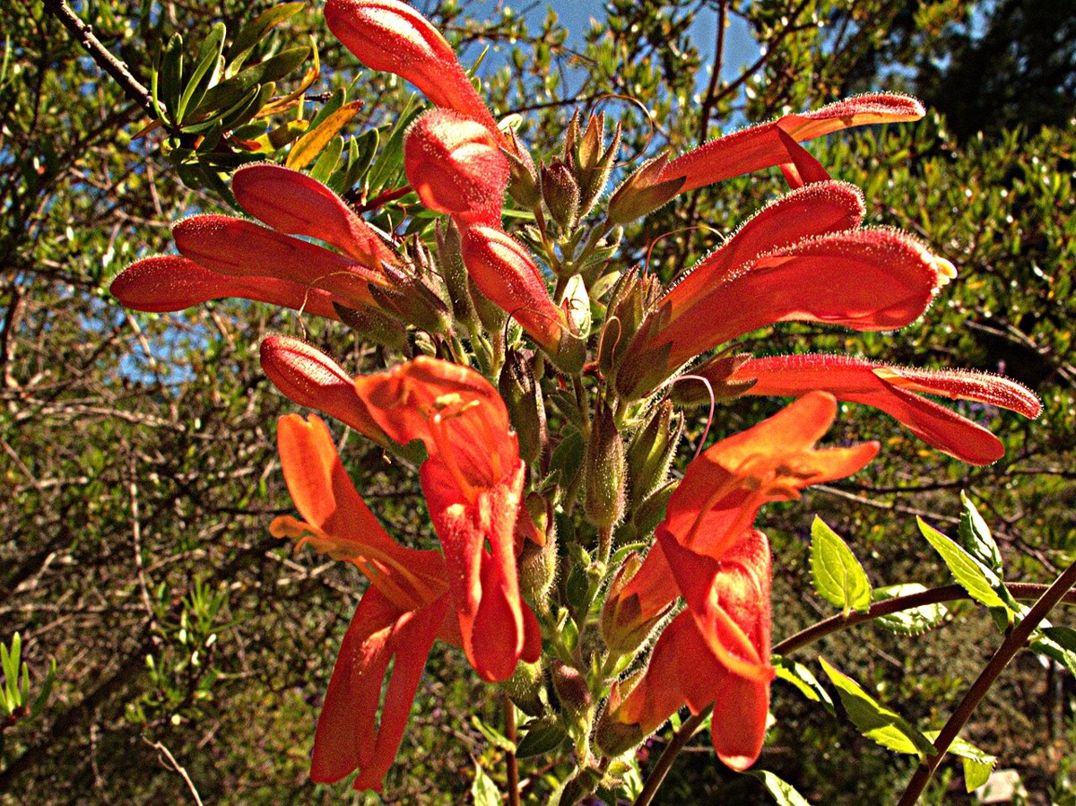 Heart-leaved Penstemon (Keckiella cordifolia) - PlantNative.org Heart-leaved penstemon (Keckiella cordifolia) cluster of tubular red flowers scrambling through chaparral shrubs