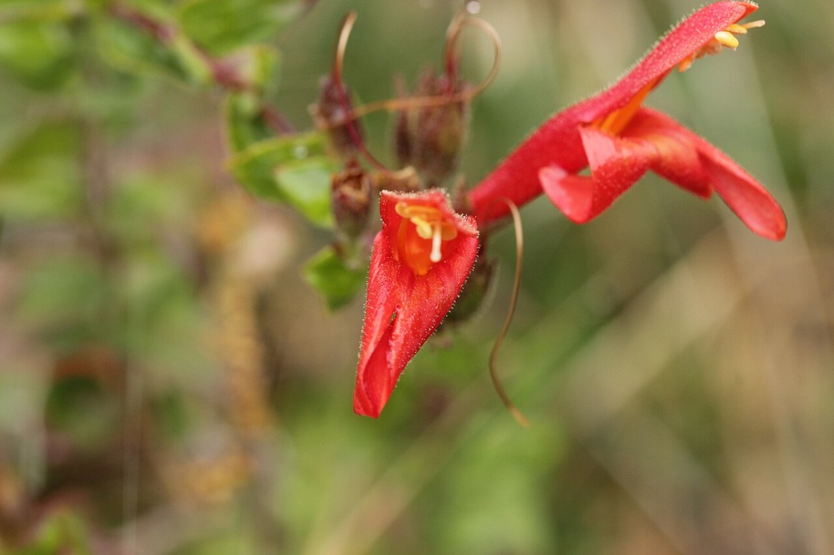 Heart-leaved Penstemon (Keckiella cordifolia) - PlantNative.org Heart-leaved penstemon flower detail showing the orange-red tubular corolla and curling floral bracts