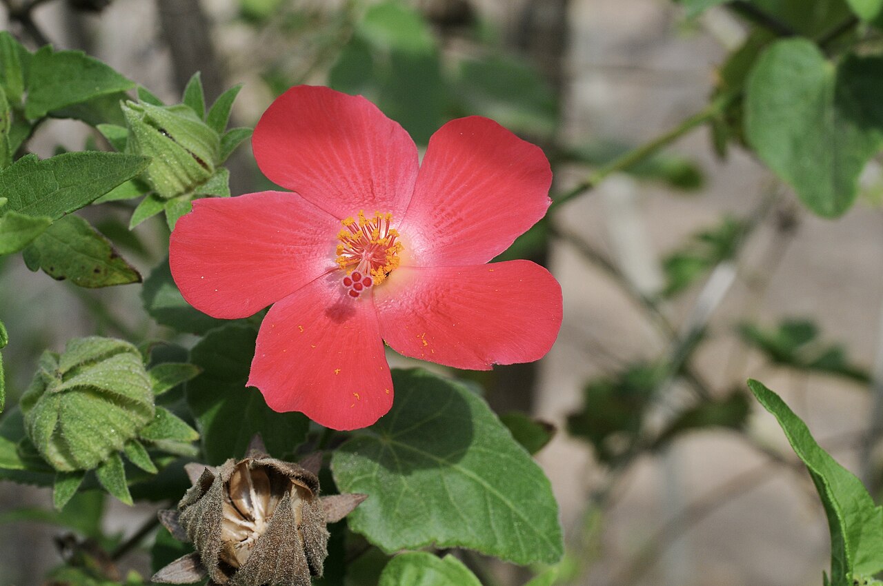 Heartleaf Hibiscus (Hibiscus martianus) - PlantNative.org Heartleaf hibiscus (Hibiscus martianus) with a single crimson-red flower and golden stamens in the Rio Grande Valley