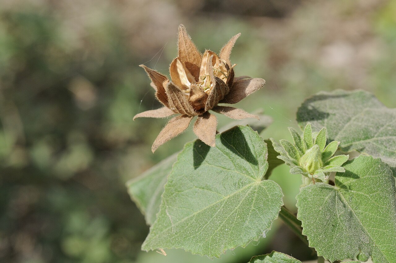 Heartleaf Hibiscus (Hibiscus martianus) - PlantNative.org Dry star-shaped seed capsule of heartleaf hibiscus (Hibiscus martianus) among heart-shaped leaves
