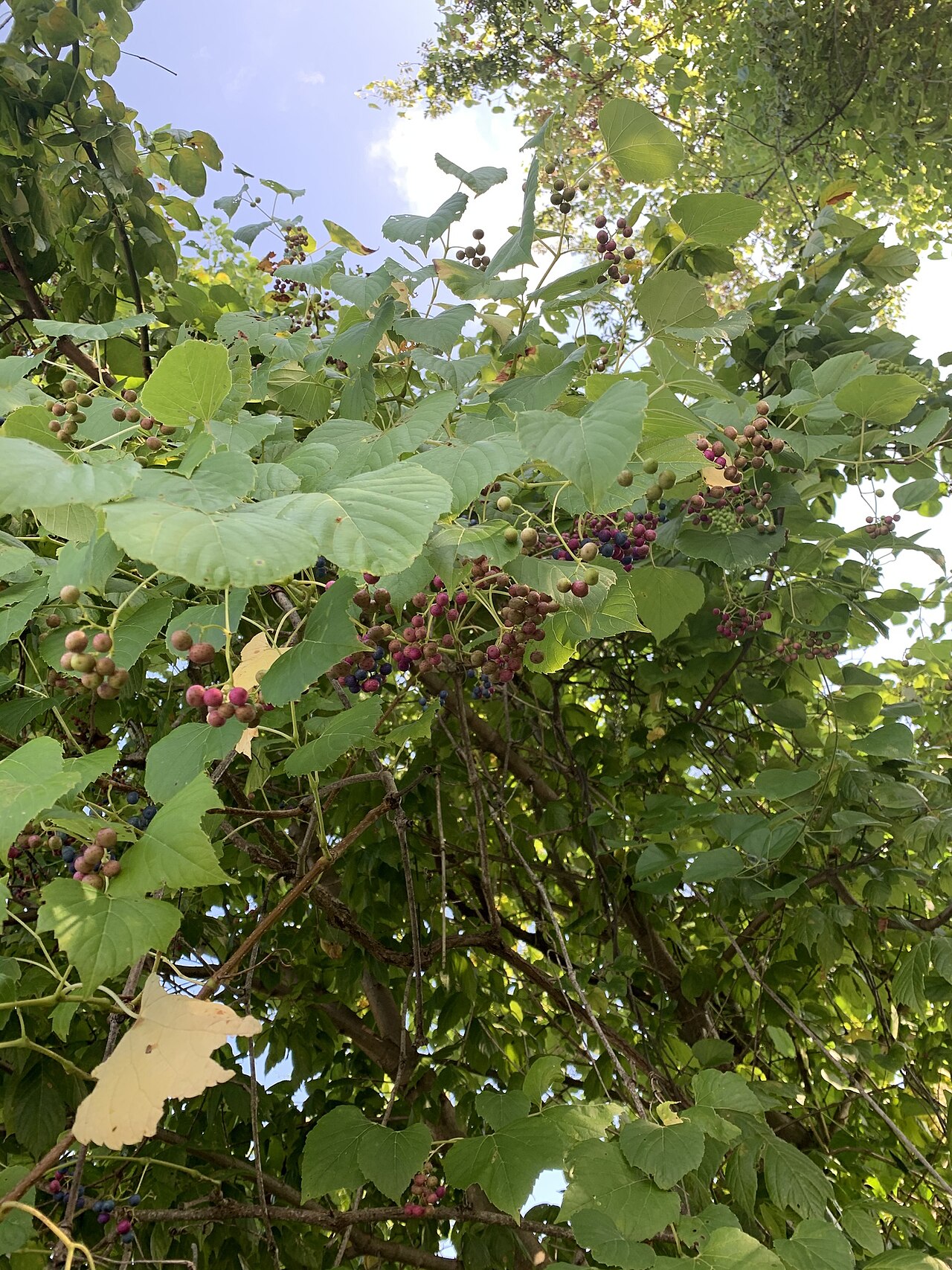 Heartleaf Peppervine (Ampelopsis cordata) - PlantNative.org Heartleaf peppervine berry clusters ripening from green through pink to deep blue on the same stem, climbing over a shrub canopy
