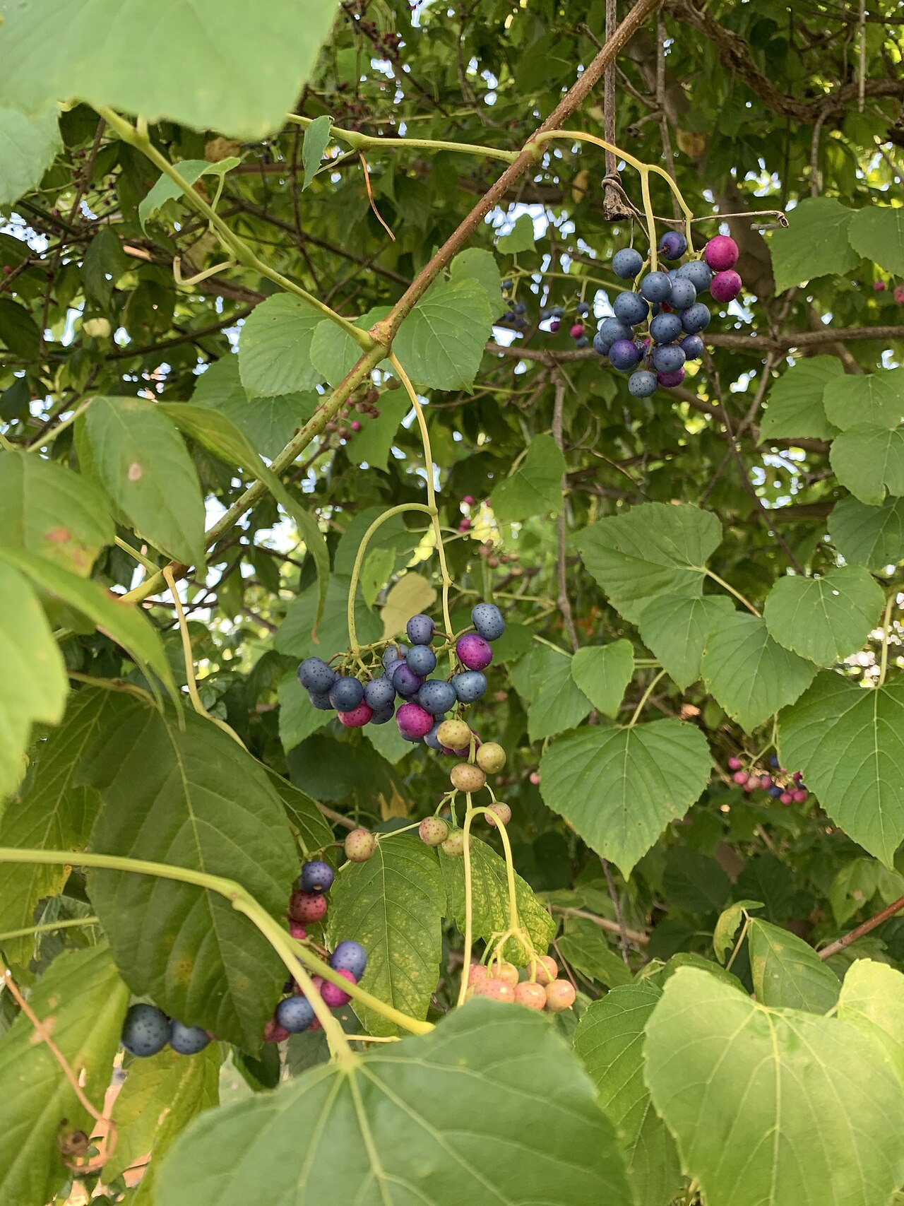 Heartleaf Peppervine (Ampelopsis cordata) - PlantNative.org Heartleaf peppervine (Ampelopsis cordata) vine draped over shrubs with clusters of ripening blue, purple, and pink berries