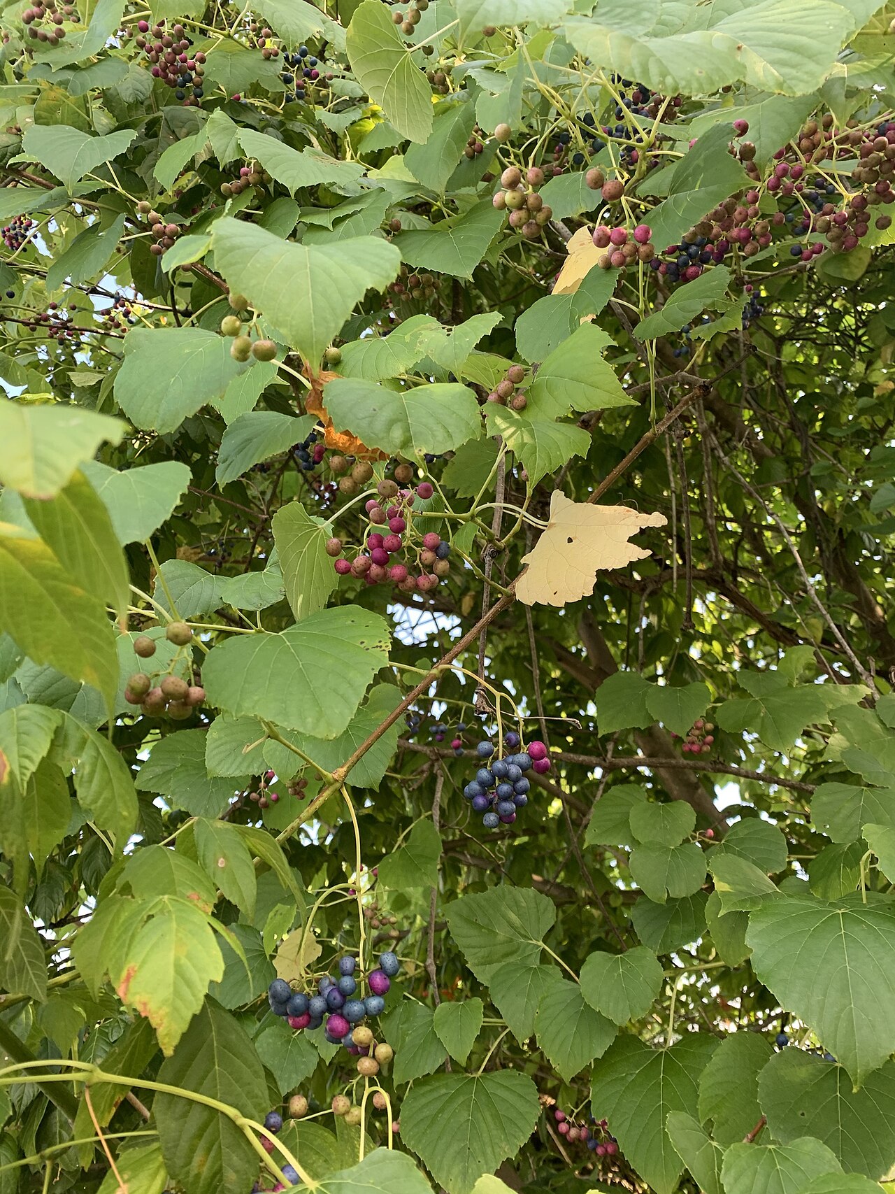 Heartleaf Peppervine (Ampelopsis cordata) - PlantNative.org Close view of heartleaf peppervine leaves and multicolored berry clusters showing the simple, heart-shaped leaf form