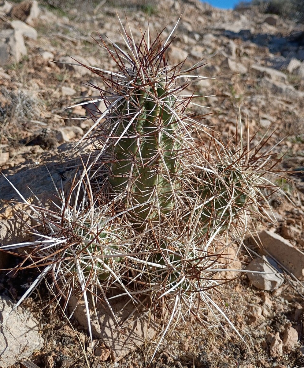Hedgehog Cactus (Echinocereus engelmannii) - PlantNative.org Close-up of a single hedgehog cactus (Echinocereus engelmannii) stem showing dense interlocking tan and brown spines
