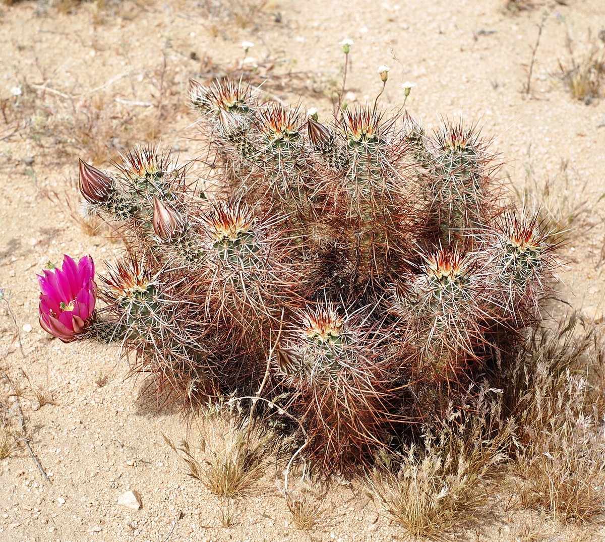 Hedgehog Cactus (Echinocereus engelmannii) - PlantNative.org A clump of hedgehog cactus (Echinocereus engelmannii) with magenta flower and reddish spines growing in sandy desert soil