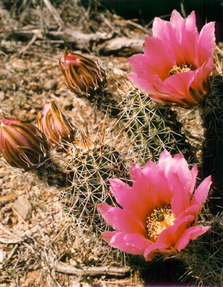 Hedgehog Cactus (Echinocereus engelmannii) - PlantNative.org Engelmann's hedgehog cactus (Echinocereus engelmannii) covered in large pink flowers and reddish buds