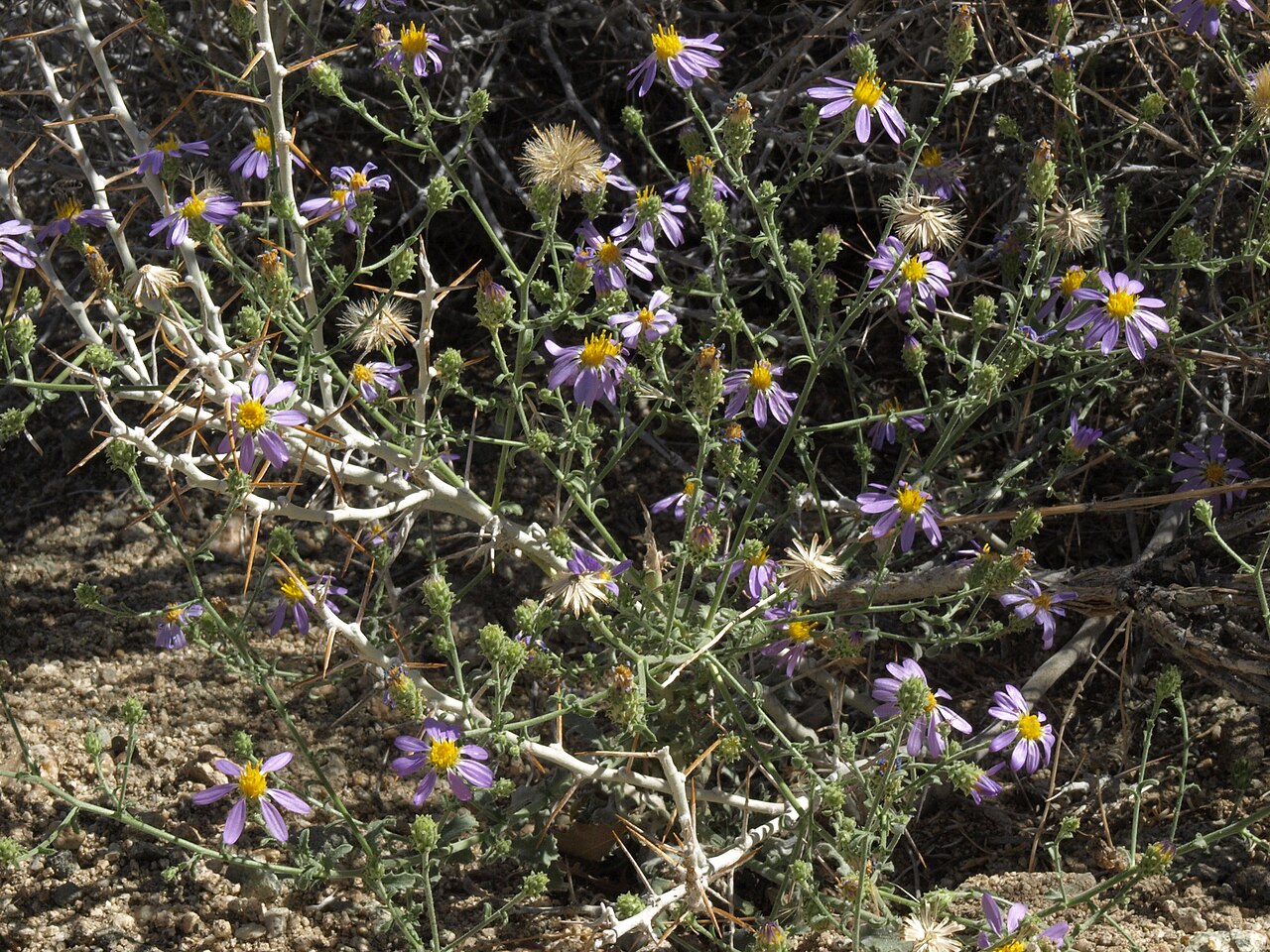 Hoary Tansyaster (Dieteria canescens) - PlantNative.org Close-up of hoary tansyaster (Dieteria canescens) flower showing narrow purple ray petals and orange-yellow disk florets