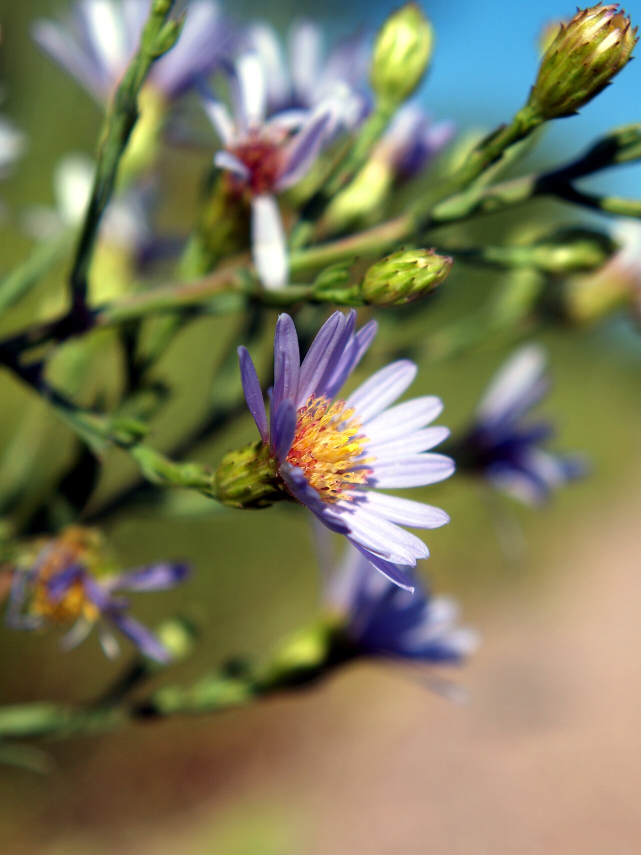 Hoary Tansyaster (Dieteria canescens) - PlantNative.org Hoary tansyaster (Dieteria canescens) growing as a bushy, much-branched wildflower at Wind Cave National Park, South Dakota