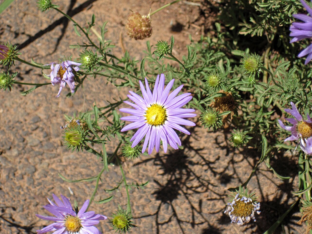 Hoary Tansyaster (Dieteria canescens) - PlantNative.org Hoary tansyaster (Dieteria canescens) with lavender-purple ray flowers and yellow centers growing wild in Escalante Petrified Forest State Park, Utah