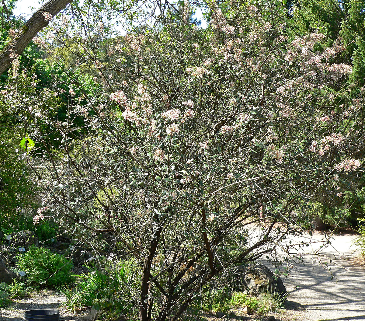 Hoaryleaf ceanothus (Ceanothus crassifolius) large rounded shrub covered in pale pink-white flower clusters