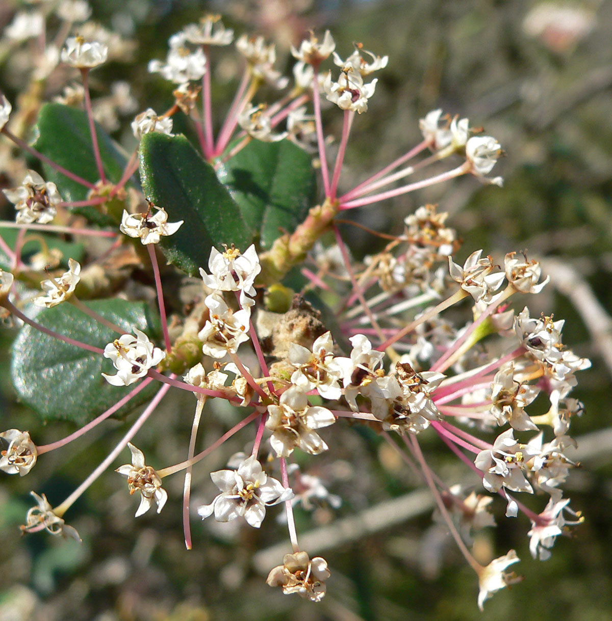 Close-up of hoaryleaf ceanothus (Ceanothus crassifolius) small white flowers with pink pedicels and leathery leaf