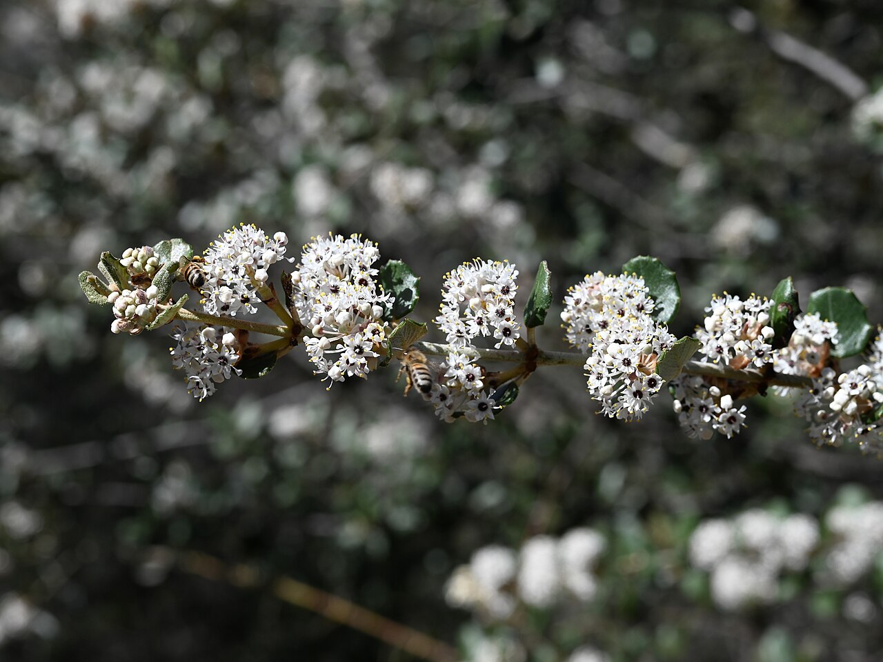 Close-up of hoaryleaf ceanothus (Ceanothus crassifolius) white flower clusters with a bee pollinator and small leathery leaves