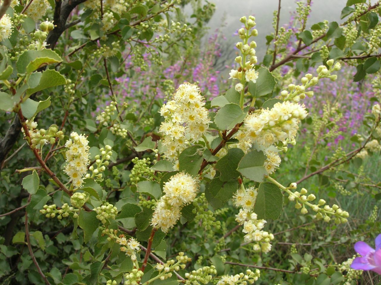Hollyleaf Cherry (Prunus ilicifolia)