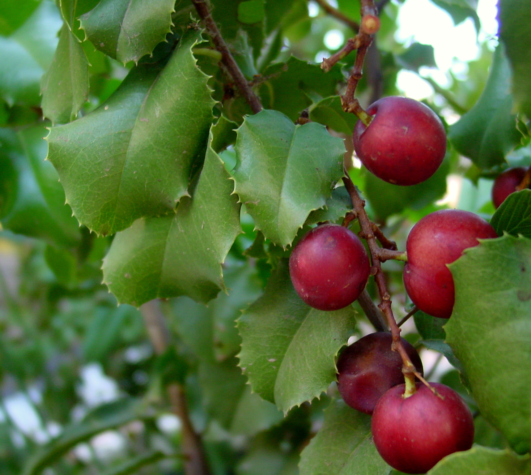 Hollyleaf Cherry (Prunus ilicifolia) - PlantNative.org Clusters of dark red hollyleaf cherry (Prunus ilicifolia) fruit among glossy, spiny-toothed, holly-like leaves