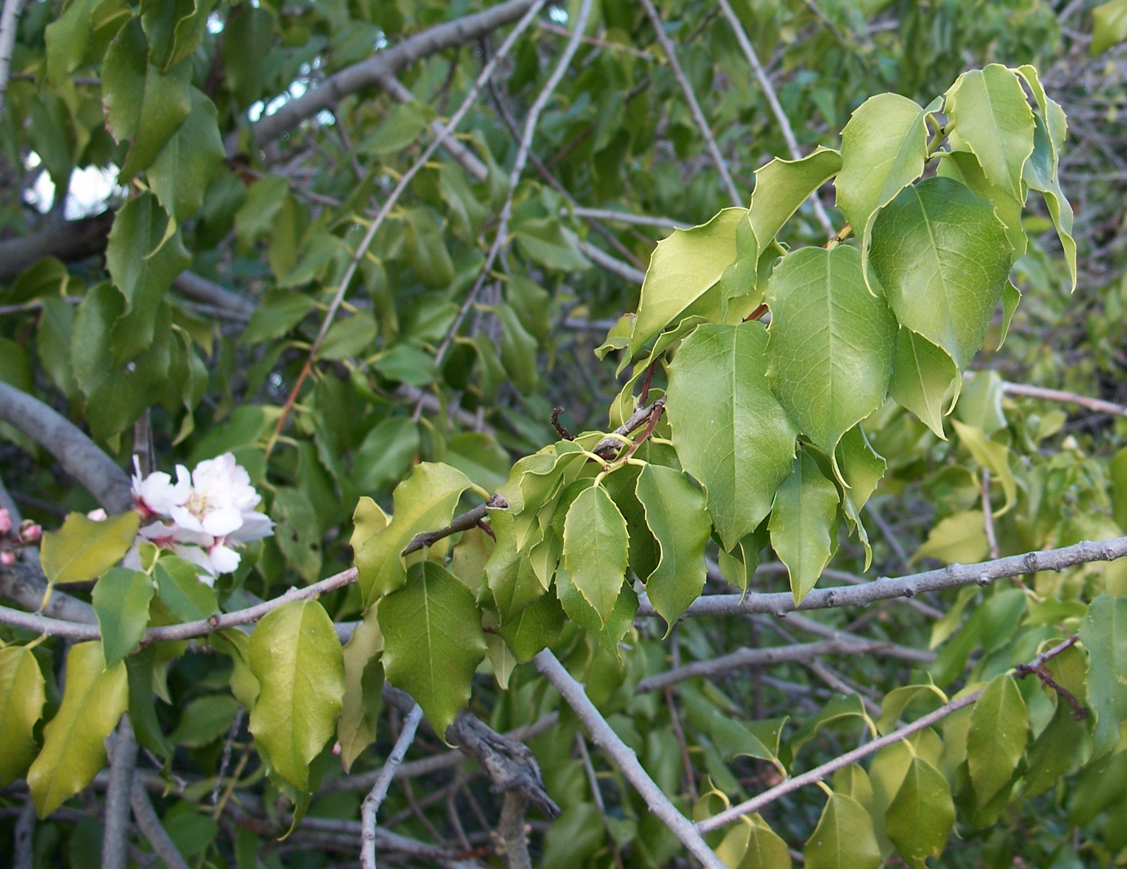 Hollyleaf Cherry (Prunus ilicifolia) - PlantNative.org Glossy evergreen leaves of hollyleaf cherry (Prunus ilicifolia) with a single white flower visible among the foliage