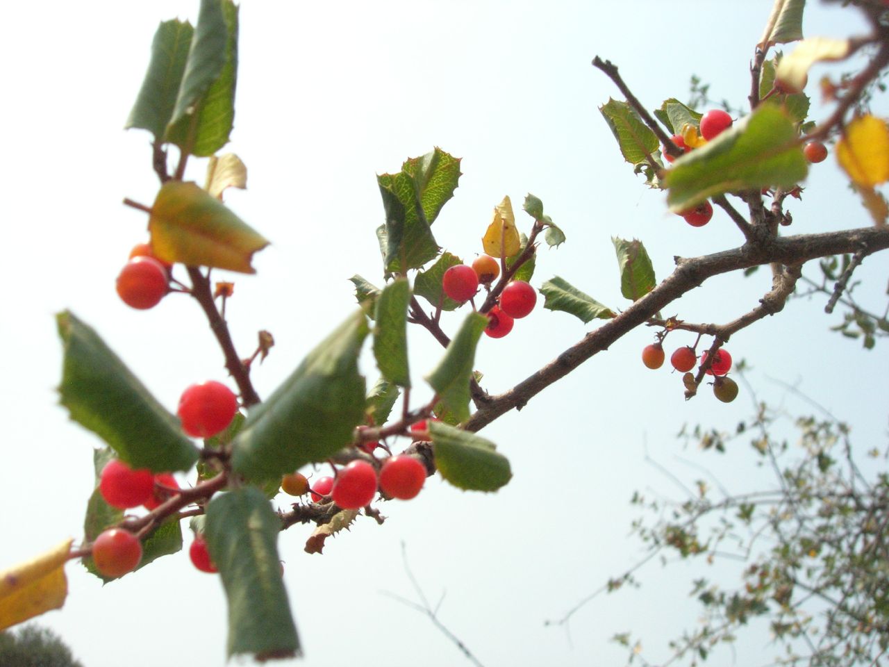 Hollyleaf Redberry (Frangula ilicifolia) - PlantNative.org Hollyleaf redberry (Frangula ilicifolia) branch with bright red ripening berries among spiny evergreen leaves