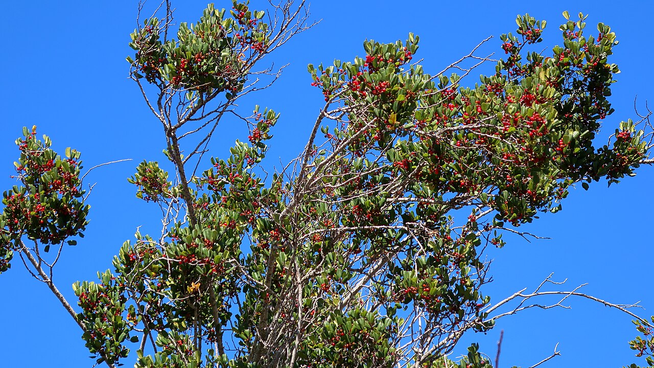Hollyleaf Redberry (Frangula ilicifolia) - PlantNative.org Hollyleaf redberry (Frangula ilicifolia) shrub loaded with bright red berries against a blue sky