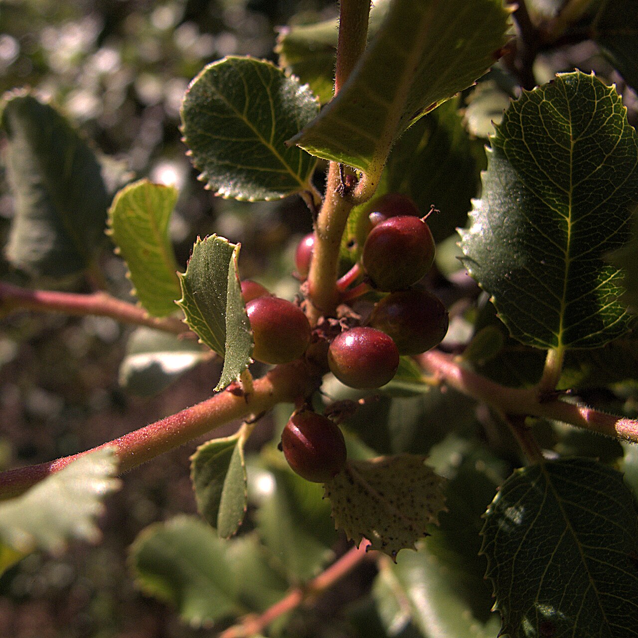 Hollyleaf Redberry (Frangula ilicifolia) - PlantNative.org Close-up of hollyleaf redberry (Frangula ilicifolia) spiny holly-like leaves and clustered dark red berries