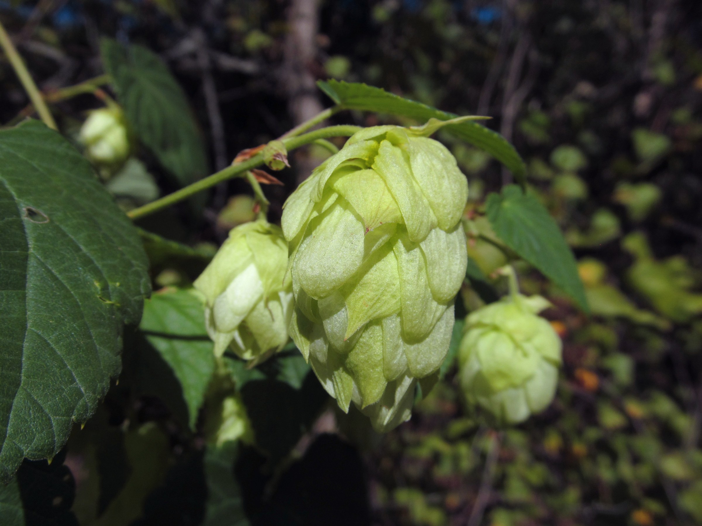 Hops (Humulus lupulus) - PlantNative.org Close-up of a mature Humulus lupulus hop cone showing overlapping papery bracts