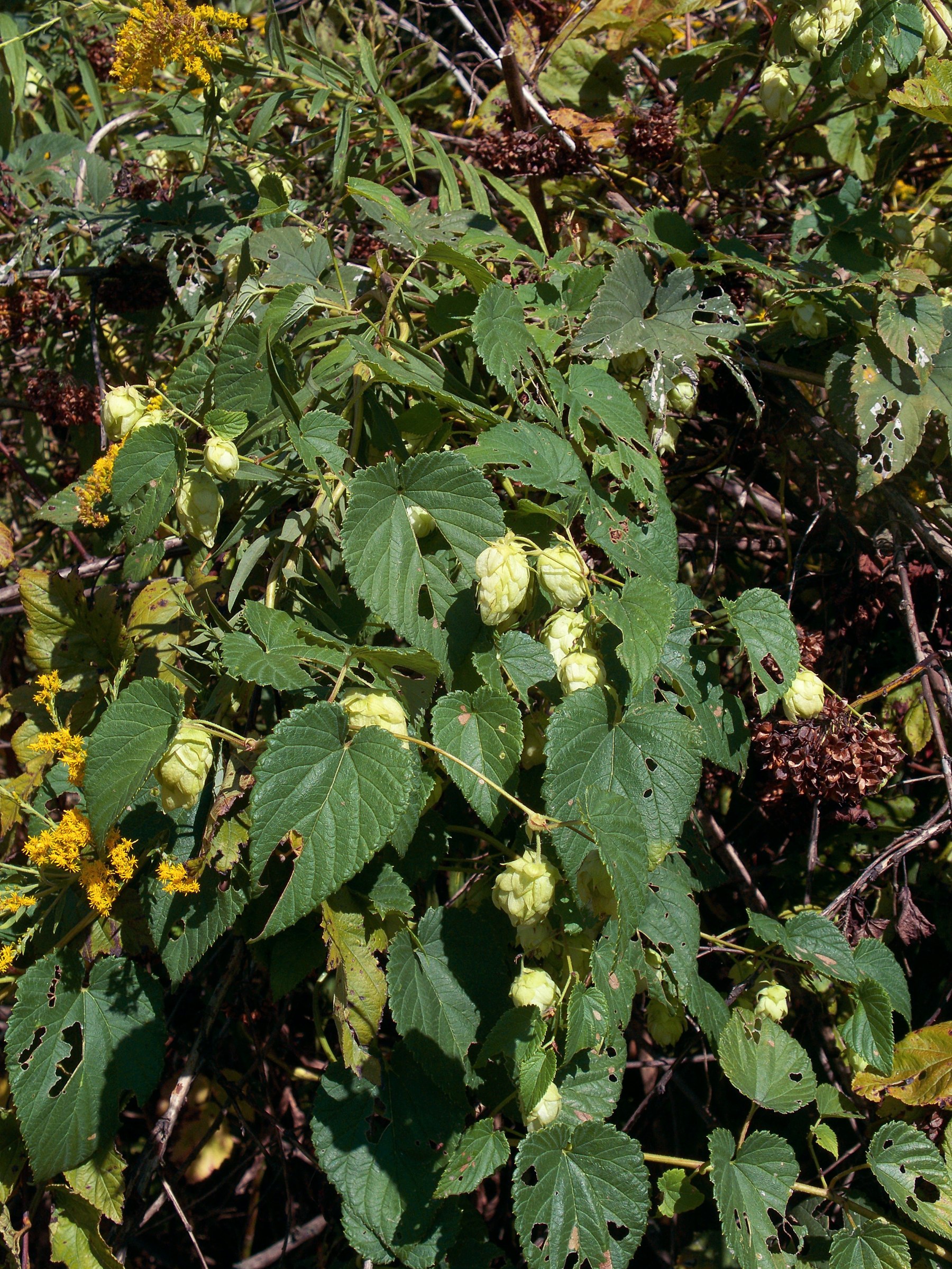 Hops (Humulus lupulus) - PlantNative.org Wild hops (Humulus lupulus) vine with lobed, toothed leaves and a cluster of pale green papery hop cones