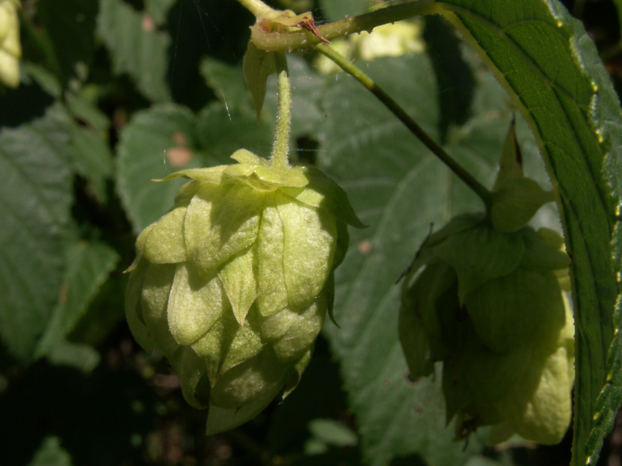 Hops (Humulus lupulus) - PlantNative.org Wild hops vine climbing through a thicket with goldenrod, showing lobed leaves and hanging hop cones
